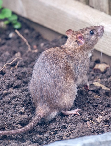 La Prolifération des Rats dans les Jardins : L'Impact des Composts et des Poules